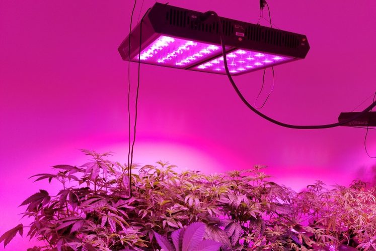 Led Grow Lights