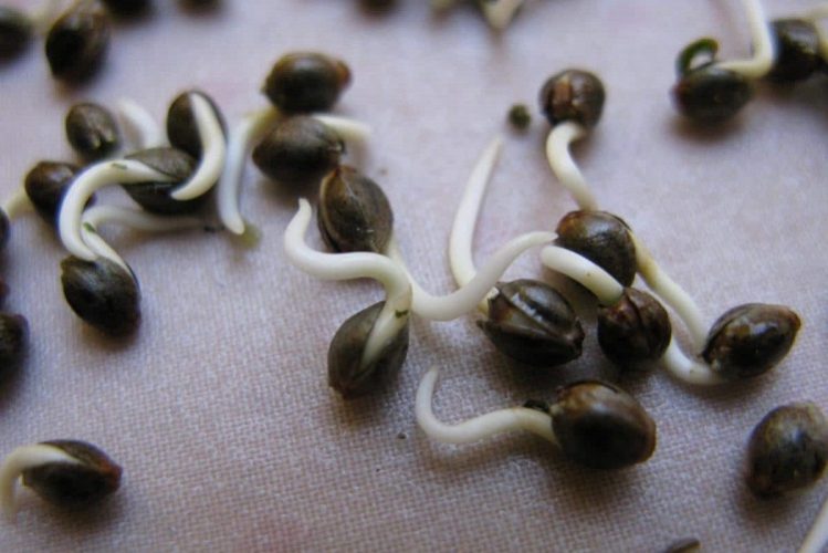 Germinating Weed Seeds