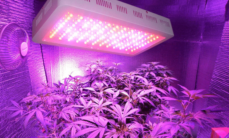 betale sig Et hundrede år Galaxy Best LED Grow Lights 2023 - GreenBudGuru