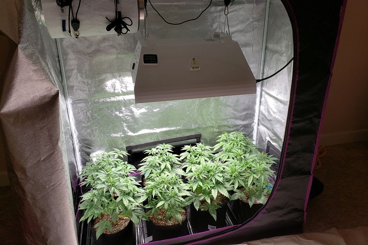 Using Grow Tent For Marijuana