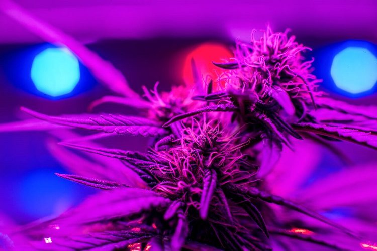 Marijuana LED Grow Lights