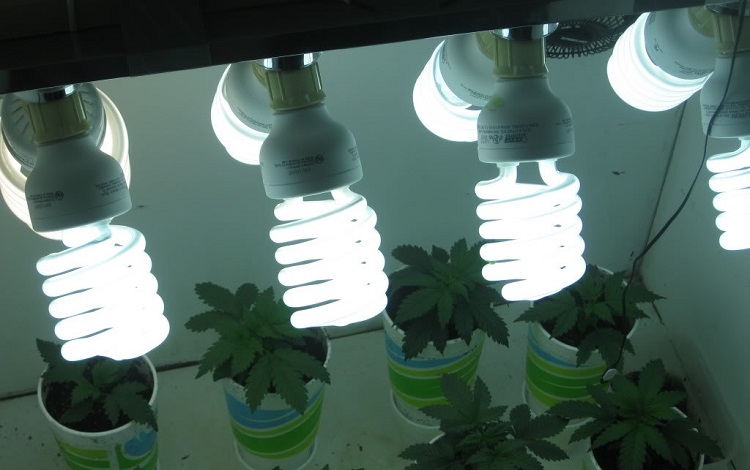 Growing Marijuana Lights