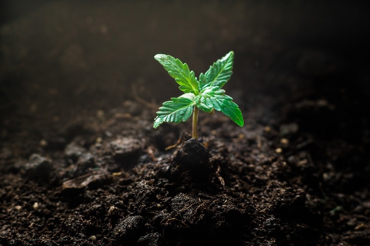 Seedling Cannabis Plant