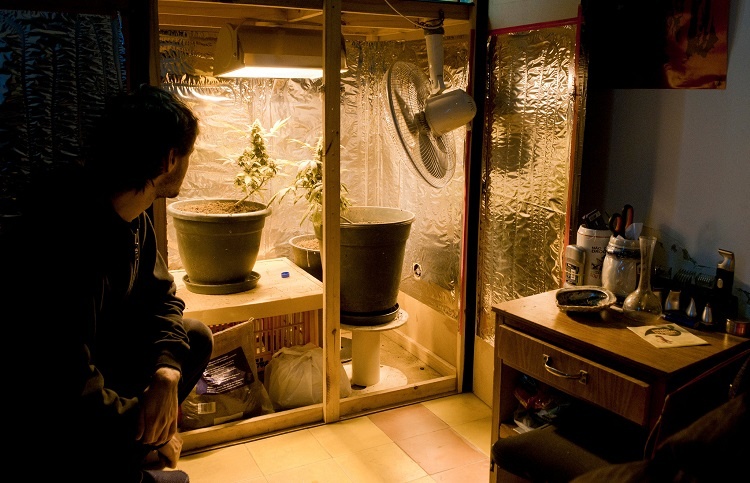 Man Looking At Weed In Closet