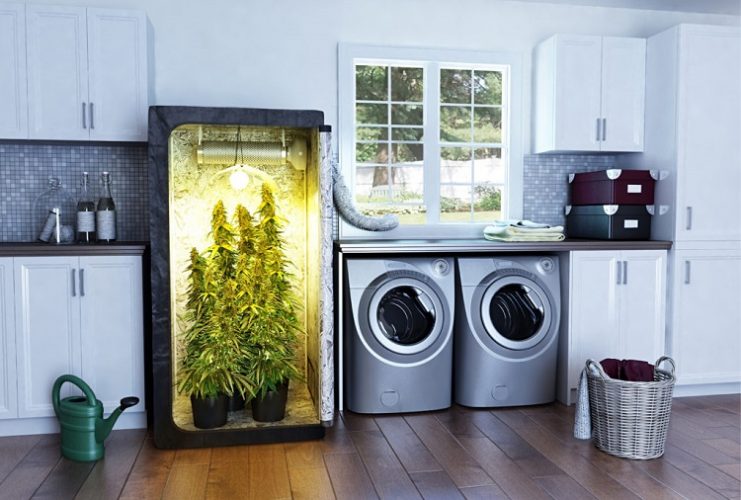 Grow Tent For Marijuana