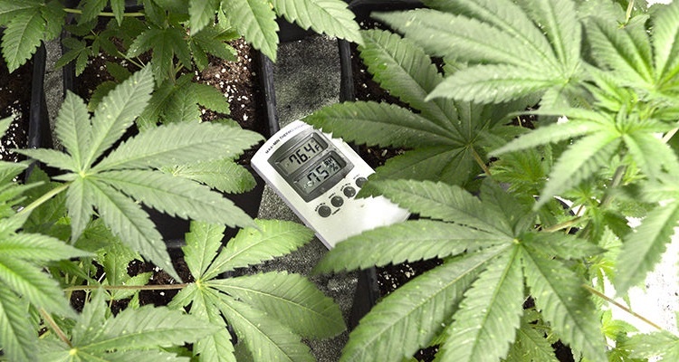 Thermometer In Cannabis Grow Room