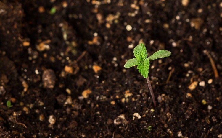 Weed Plant In Organic Compost