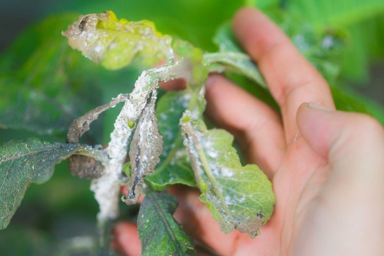 Spider Mite Damage