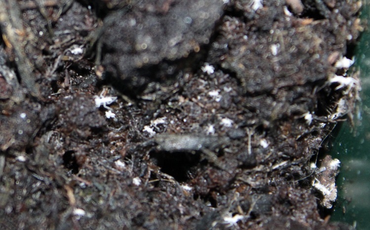 Spider Mites In Soil