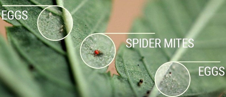 Spider Mites And Their Eggs