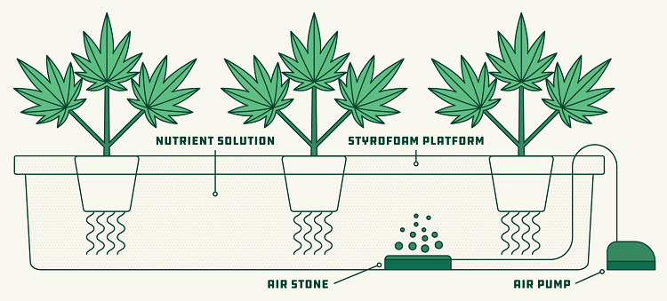 Marijuana Hydroponics System