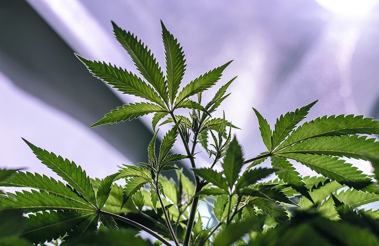 Marijuana Plant Vegetative State