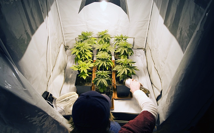 Marijuana Plants Tending