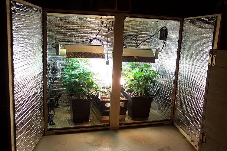 Growing Weed In Closet