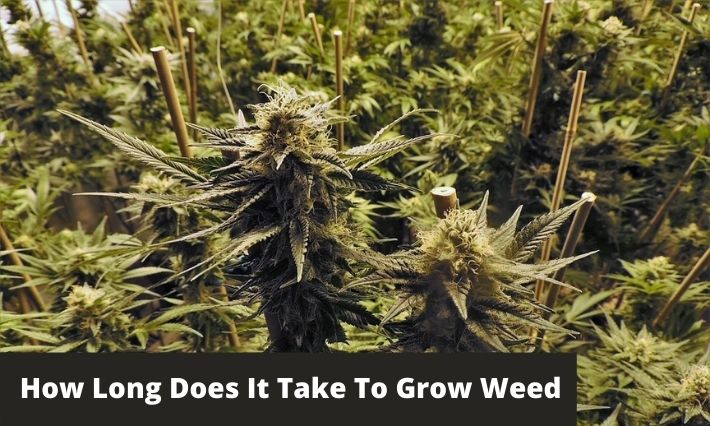 how long does it take to grow weed