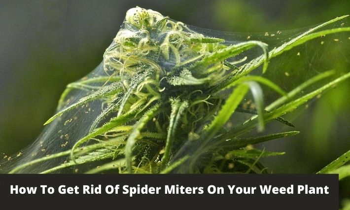 how to get rid of spider miters on your weed plant