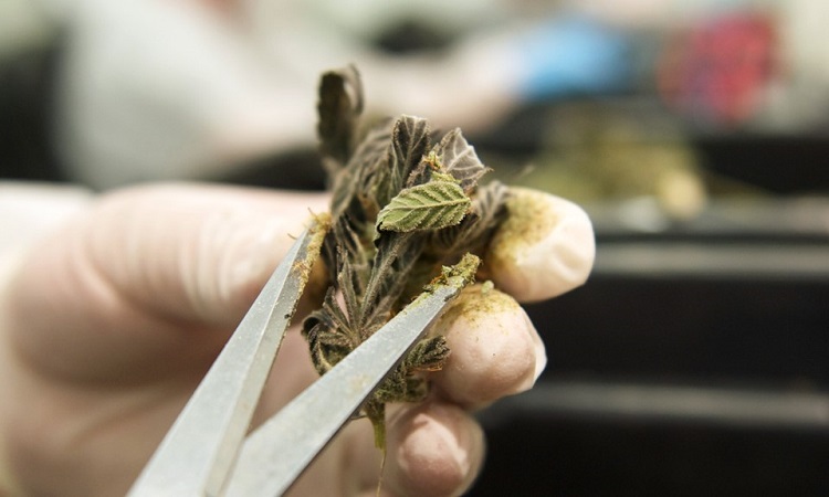 Trimming Cannabis Buds