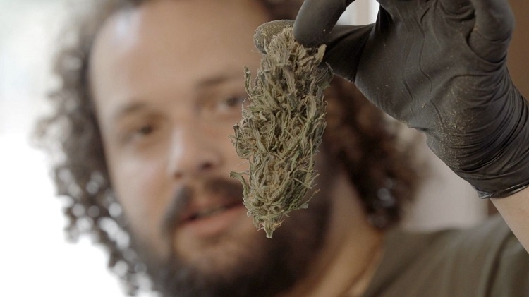 Man Holding Cannabis Bud