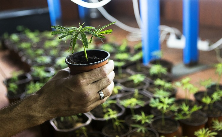 Holding Cannabis Plant