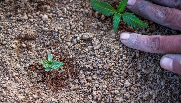 Checking Young Cannabis Plant