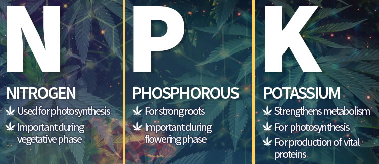 Macronutrients For Cannabis