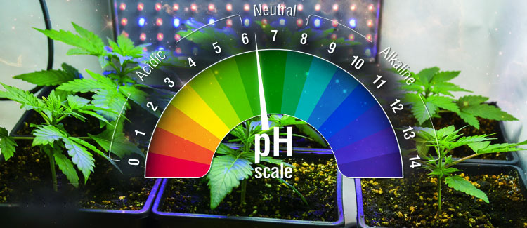 Ideal pH For Cannabis