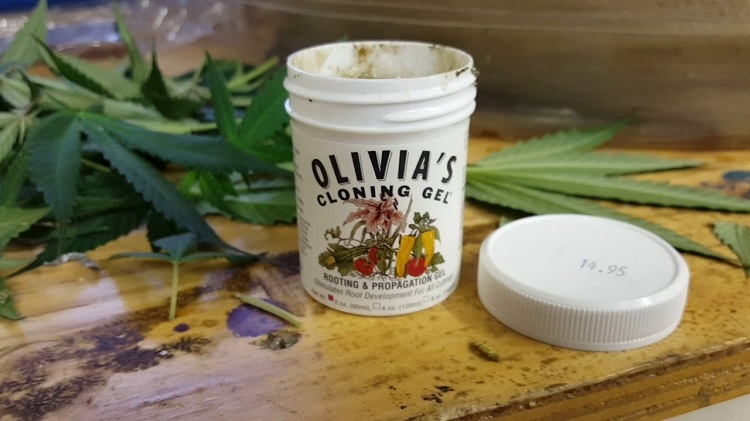 Using Gel For Marijuana