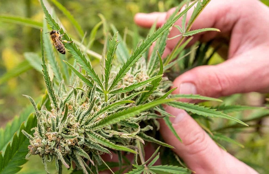 How To Spot Female Cannabis Plants