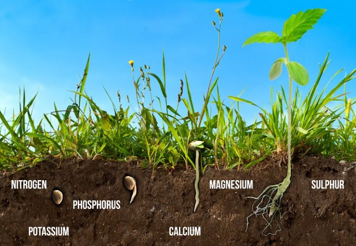 Nutrients For Cannabis Growth