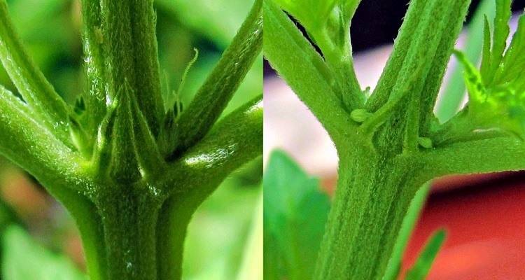 Female And Male Marijuana Plant