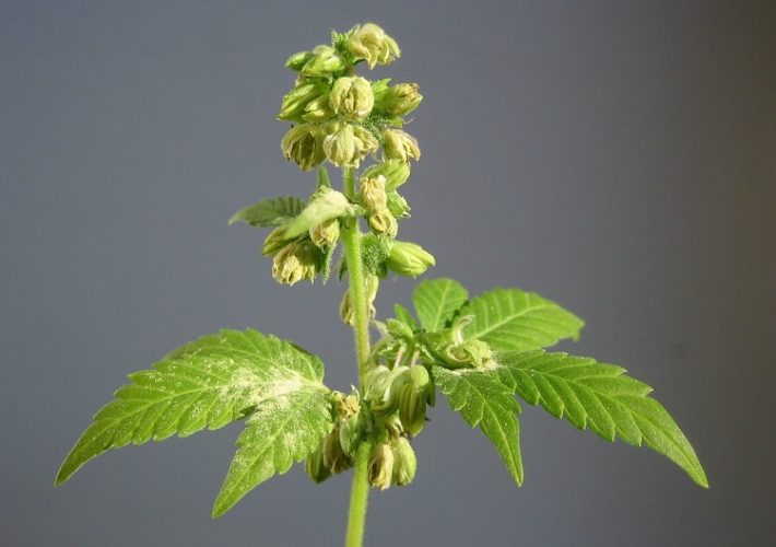 Male Marijuana Plant