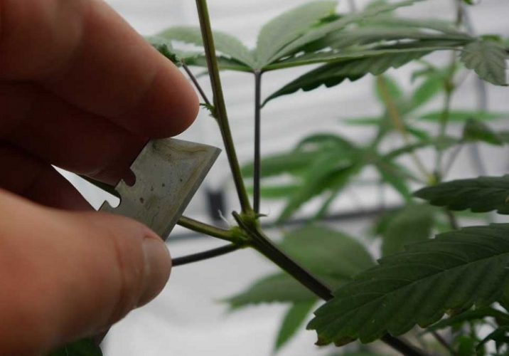 Cutting The Marijuana Plant