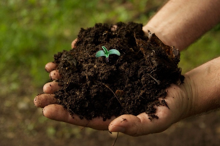 Marijuana Growing Soil