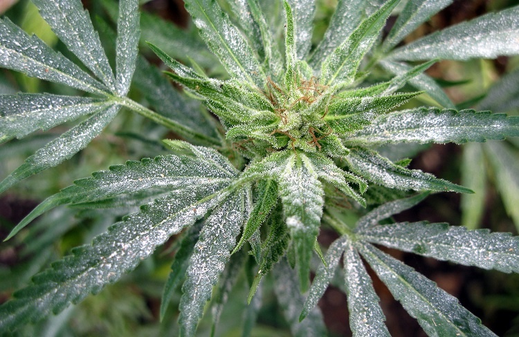 Marijuana Plant Powdery Mildew