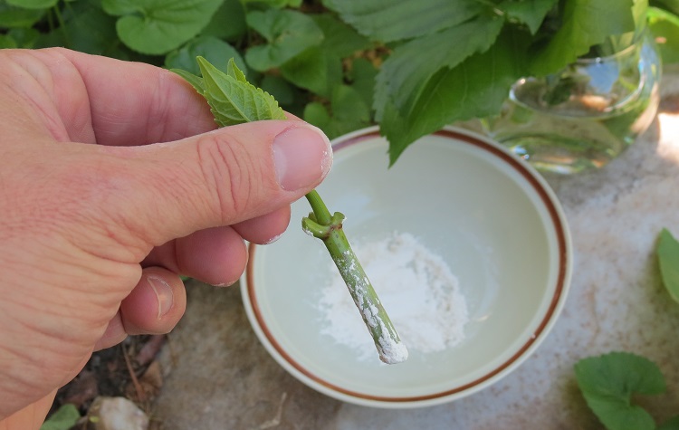 Using Powder For Marijuana