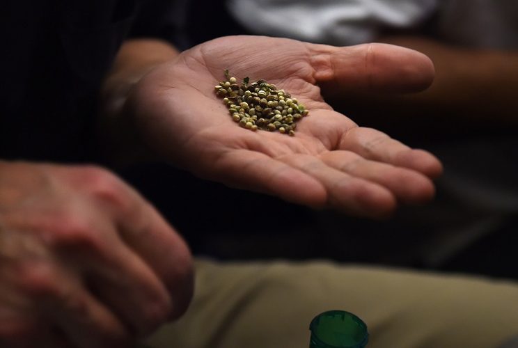 Holding Marijuana Seeds In Hand