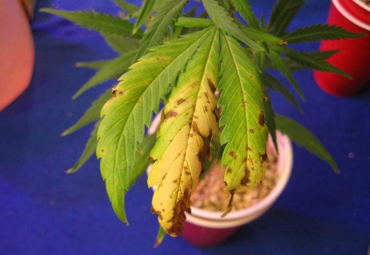 Marijuana Nitrogen Deficiency