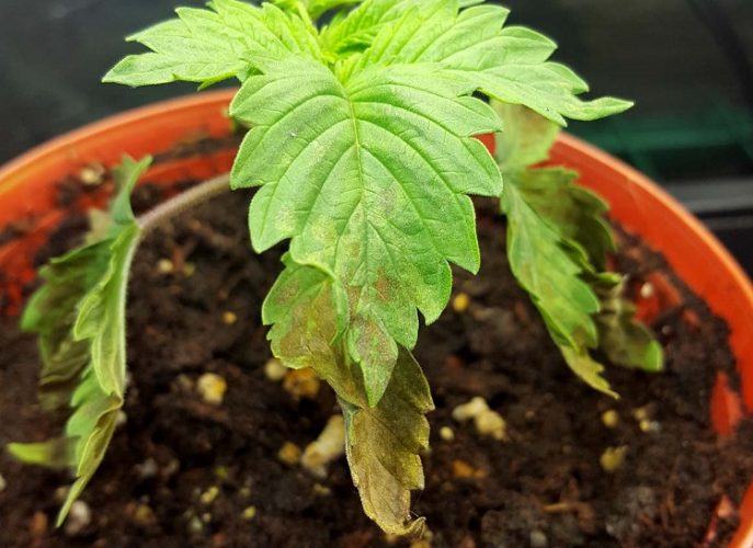Signs of Overwatering Plant