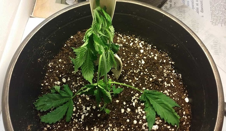 Symptoms of Underwatered Plant