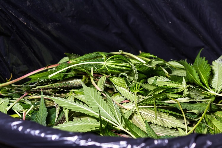 Pile Of Marijuana Leaves