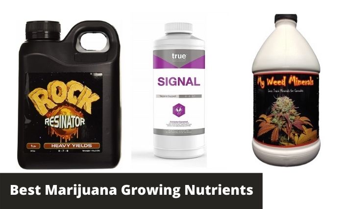 Best Marijuana Growing Nutrients