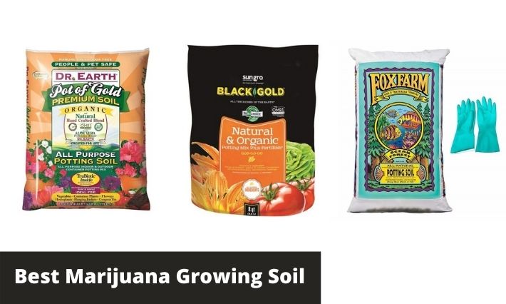 Best Marijuana Growing Soil