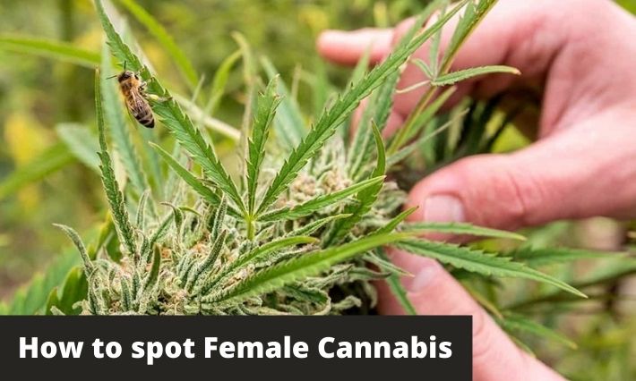 how to spot female cannabis