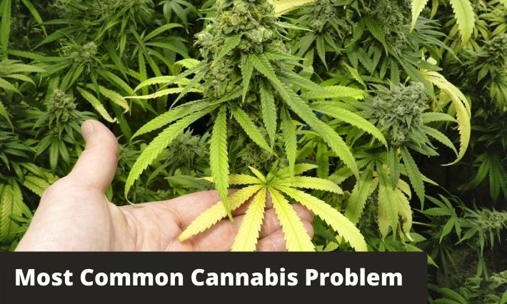 most common cannabis problem