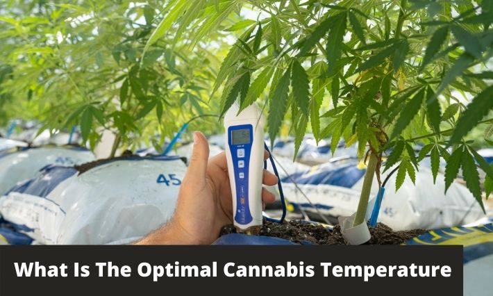 What Is The Optimal Cannabis Temperature