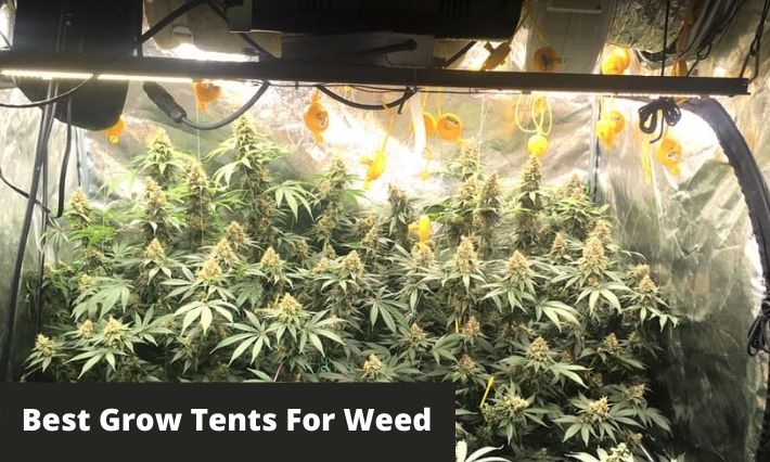 Best Grow Tents For Weed