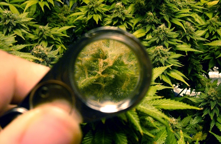 Using Magnifier for Trichomes