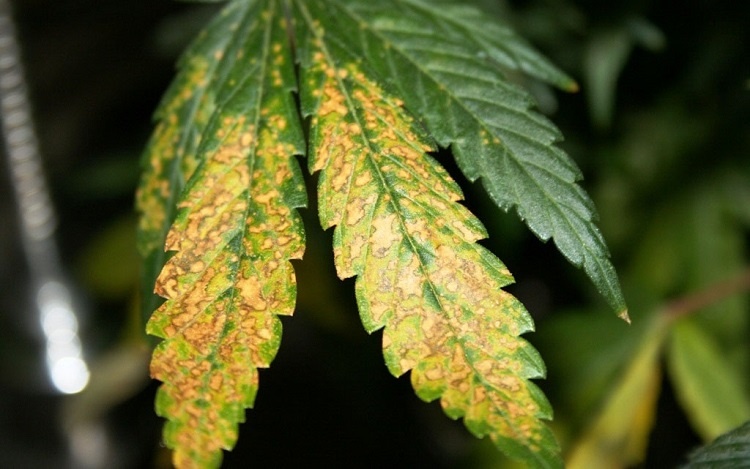 Cannabis MG Deficiency