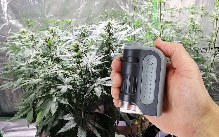 Holding Magnifier for Trichomes