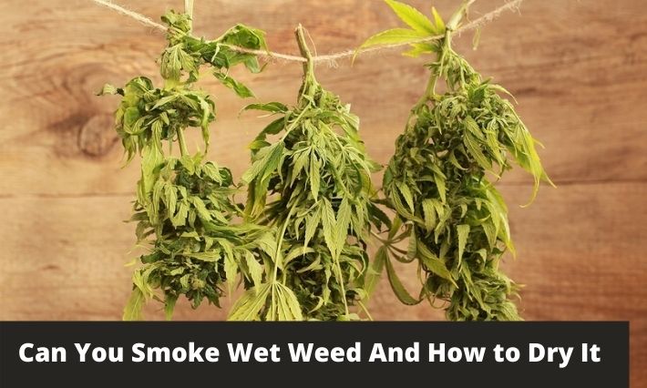 can you smoke wet weed and how to dry it